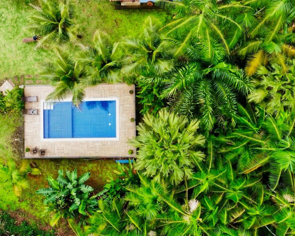 帕拉蒂Casa Park的棕榈树环绕的游泳池的俯视图