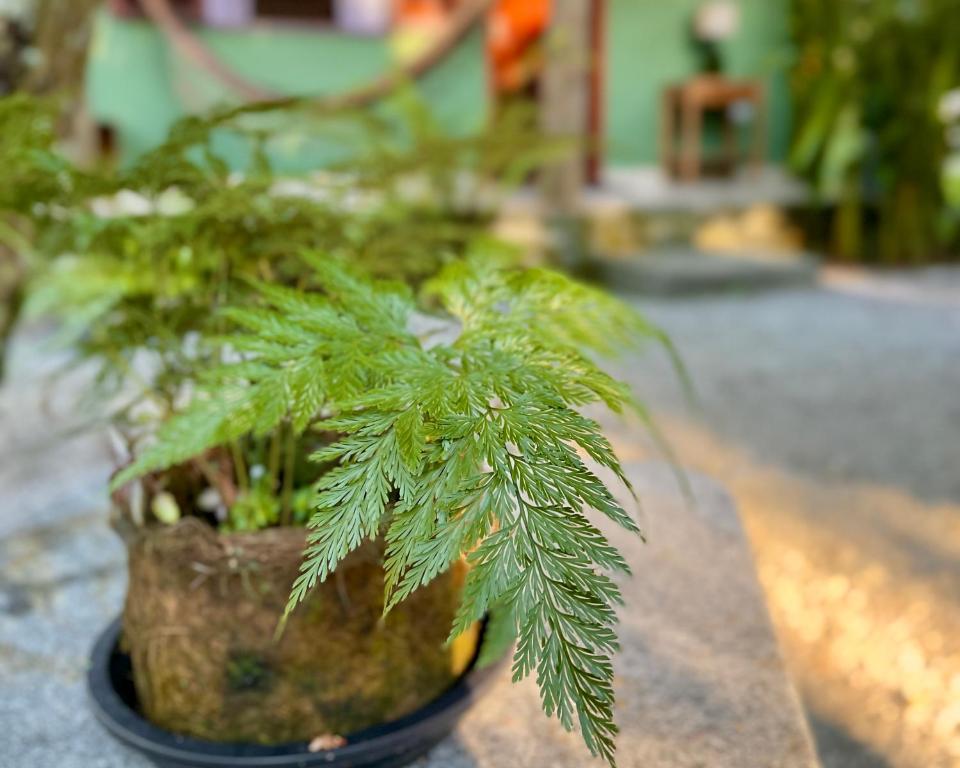 Casa Park外面的花园