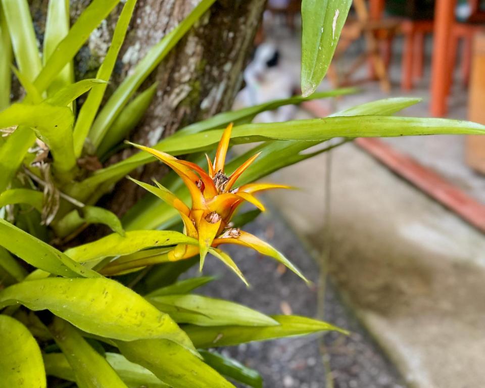 Casa Park外面的花园