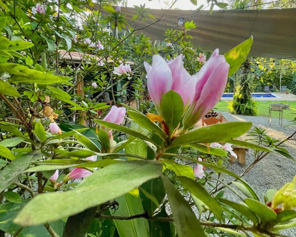 Casa Park外面的花园