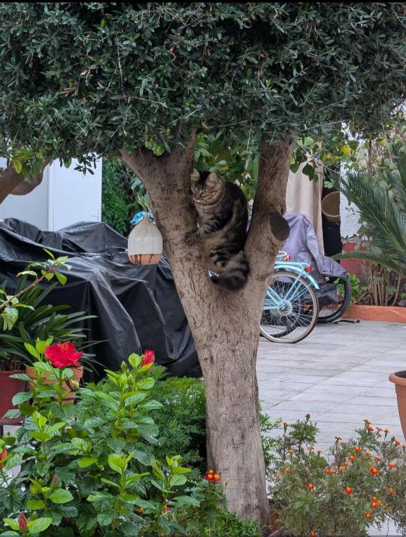 Típico y pintoresco patio de vecinos, con encanto外面的花园