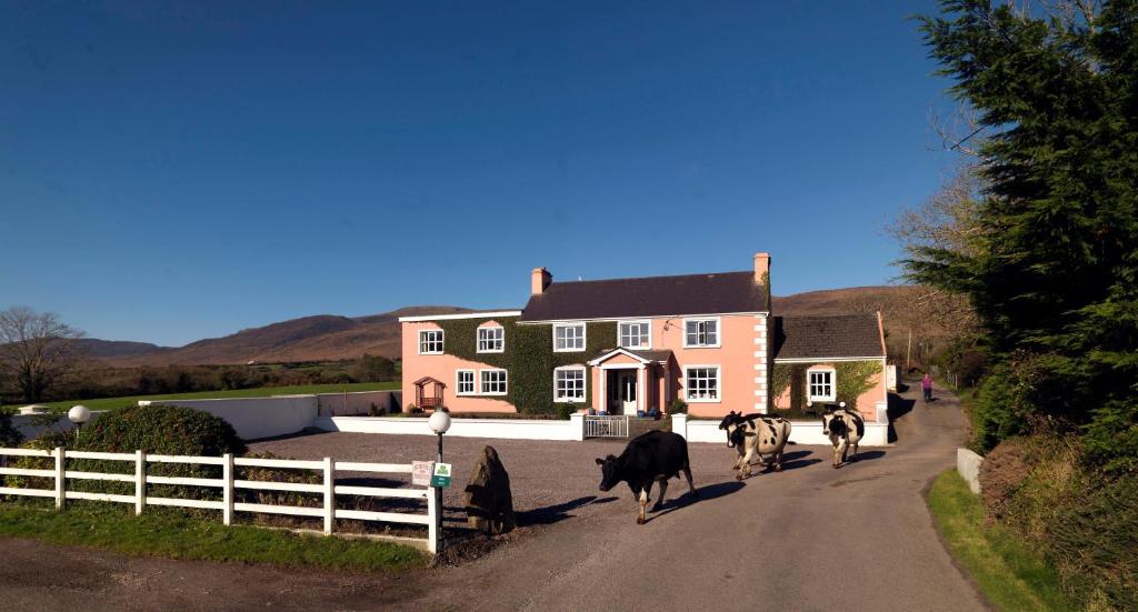 卡索曼墨菲农庄住宿加早餐旅馆的一群牛在房子前面的路上走