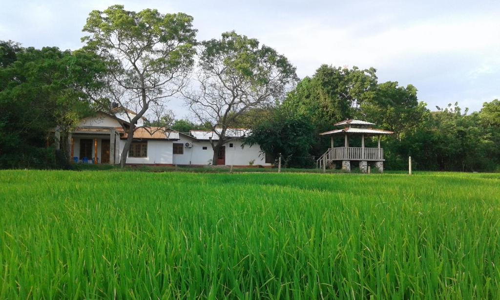 Habawewa位帕图野生观景酒店的稻田中间的房子