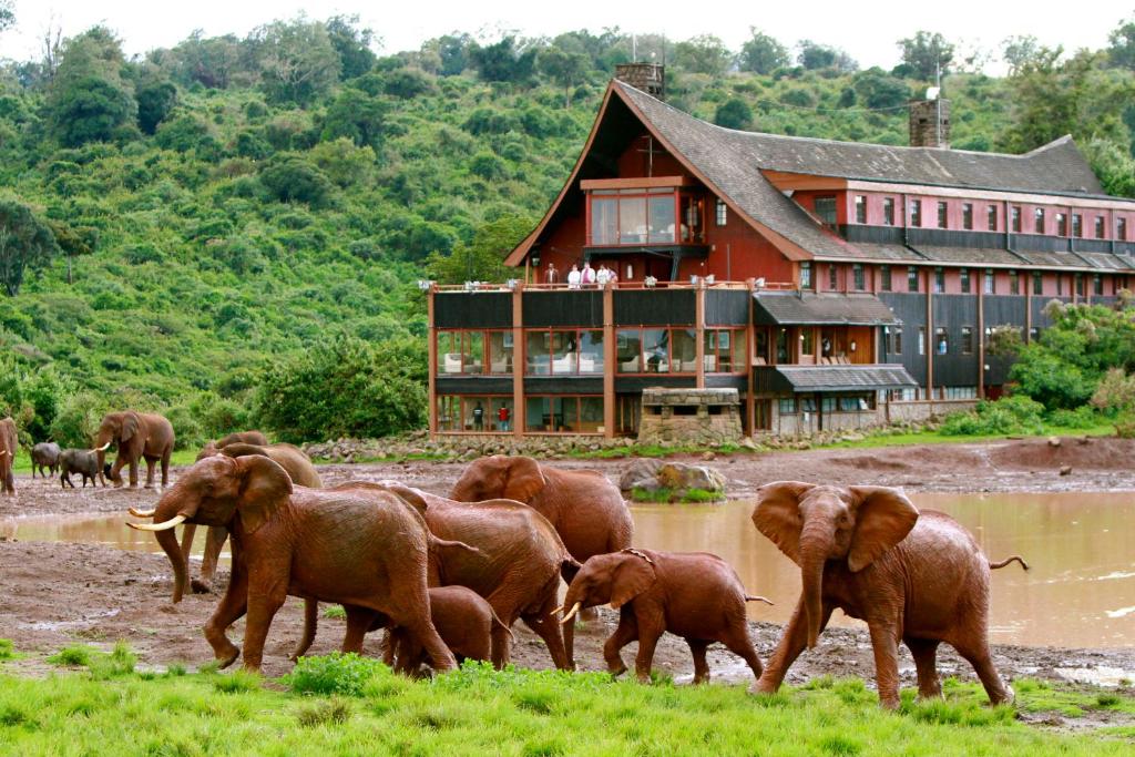 尼耶利方舟山林小屋的一群大象在建筑物前走