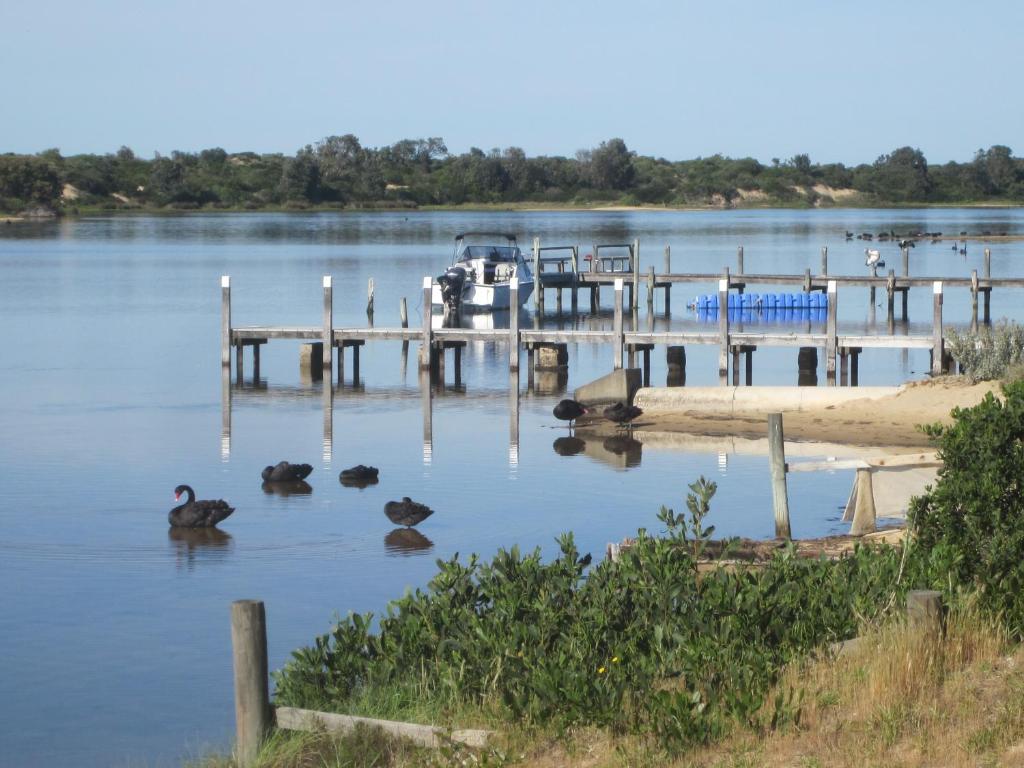 莱克斯恩特伦斯Lakes Entrance Waterfront Cottages with King Beds的一群鸭子在码头附近的水中游泳