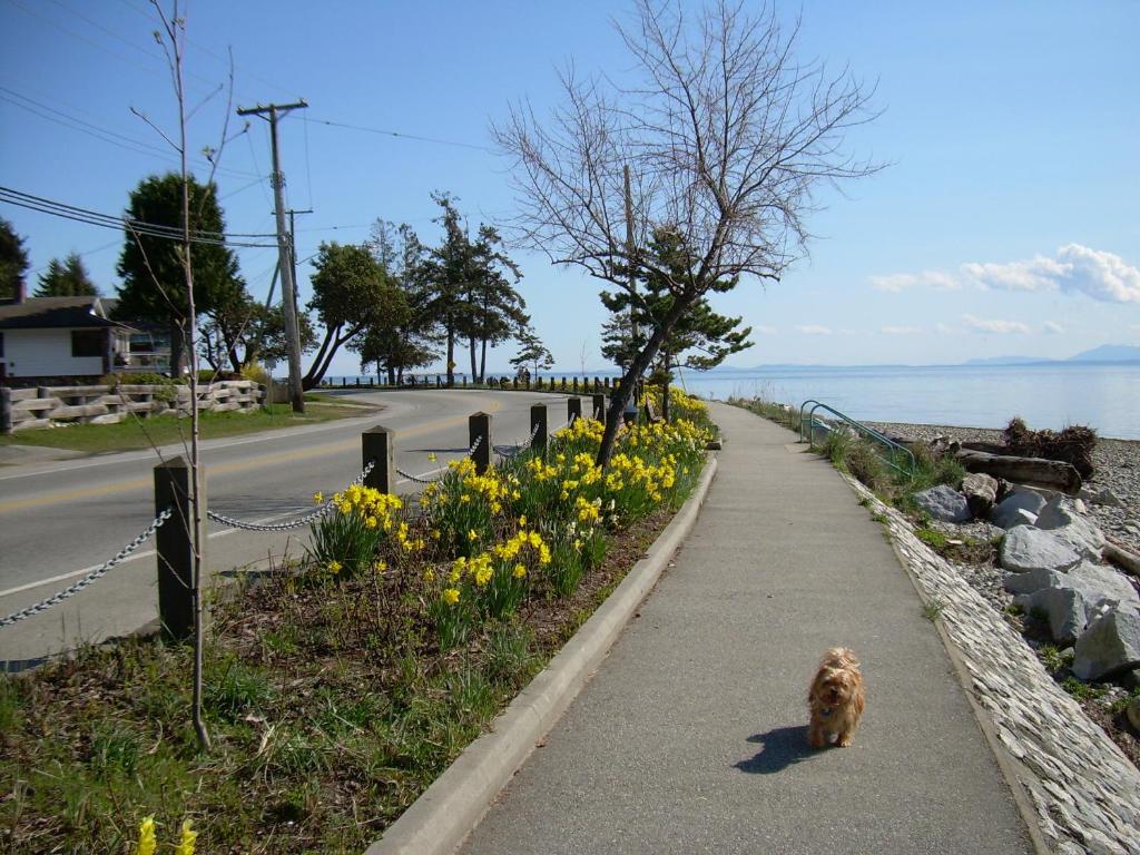 锡谢尔特戴维斯湾住宿加早餐旅馆的一条狗沿着花边的路边散步