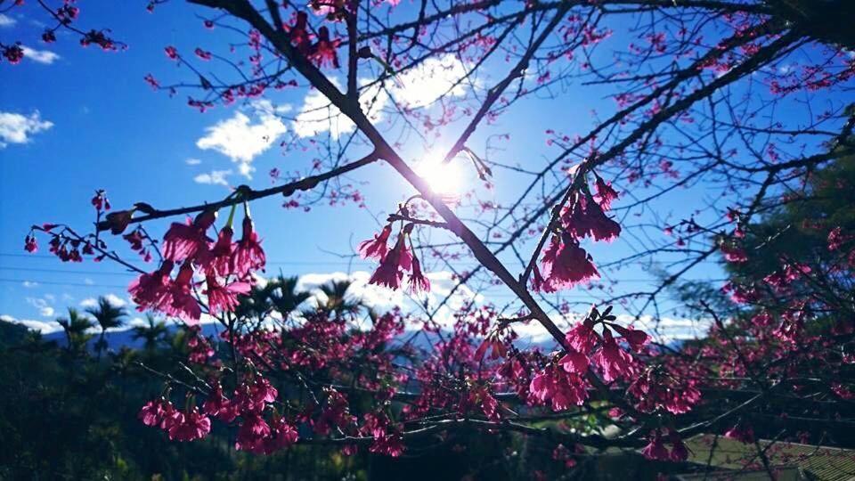 番路乡仲明居陶艺坊住宿加早餐旅馆的树枝上有一棵树枝,上面有粉红色的花
