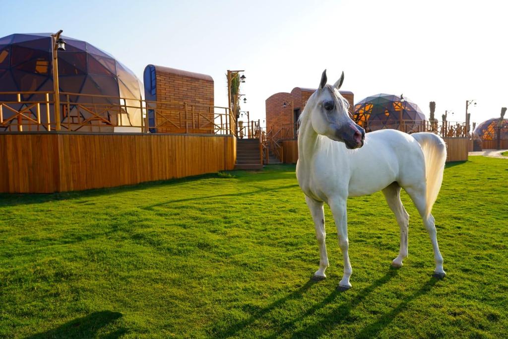 迪拜Al Marmoom Oasis Luxury Experiential Desert Domes的站在草地上的白马