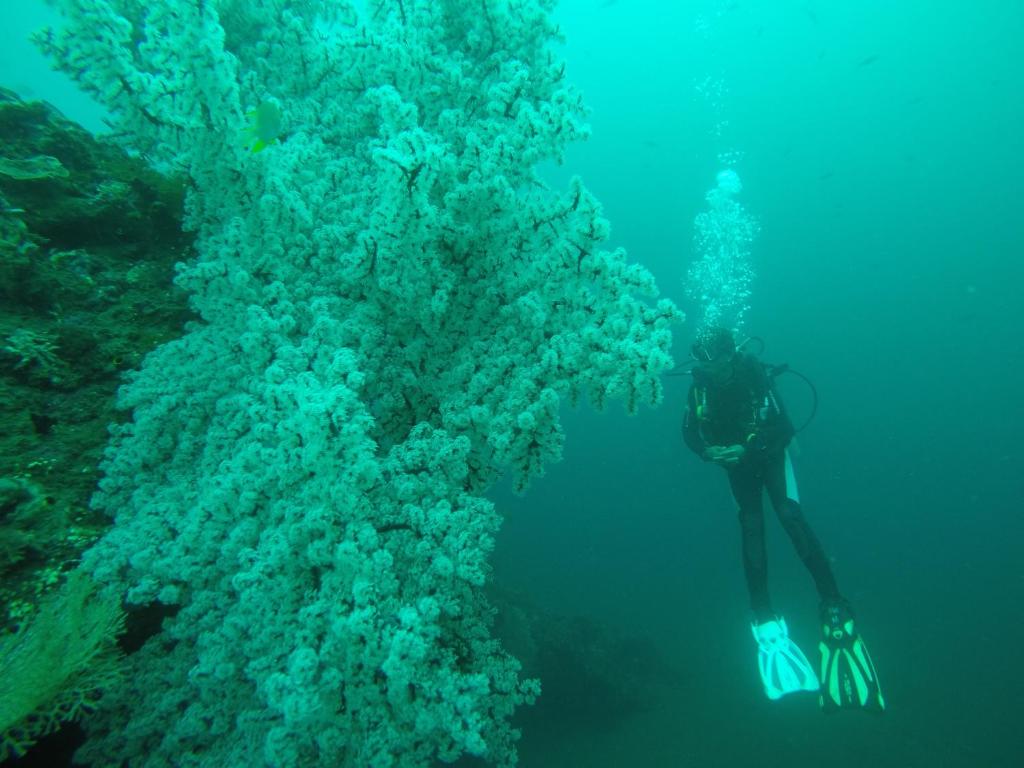 入住Ocean View Tulamben Dive &amp; Resort的客人