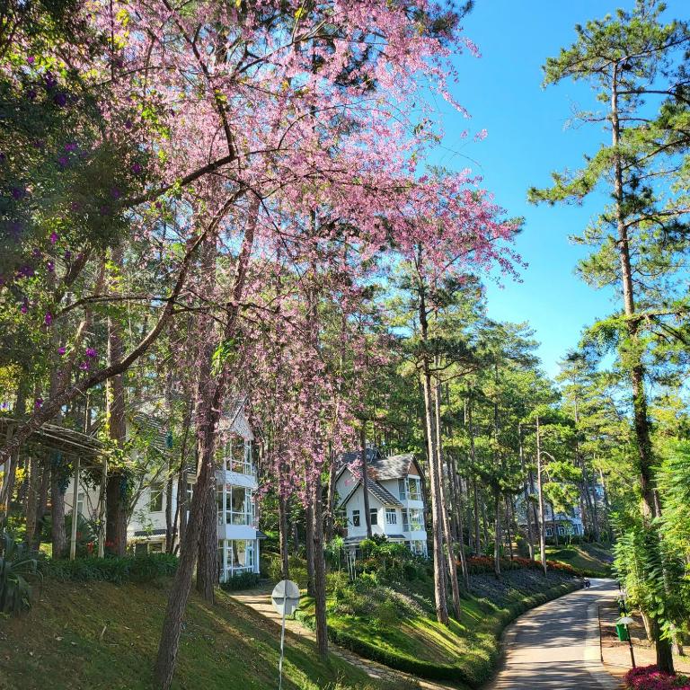 大叻Lan Anh Villas Resort的路中间有树的房子