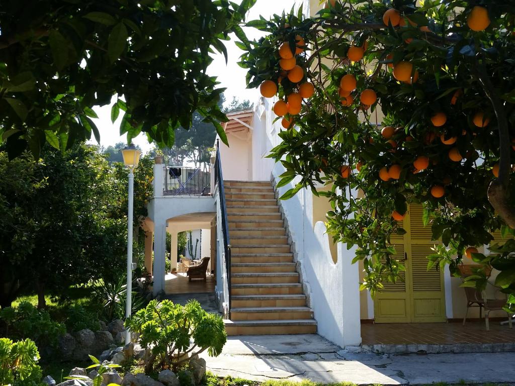 帕格拉阿米斯塔德旅馆的橘子树,房子前面有楼梯