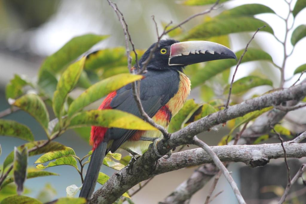 Bermudian Landing自然山林小屋的树枝上长着大 ⁇ 的鸟
