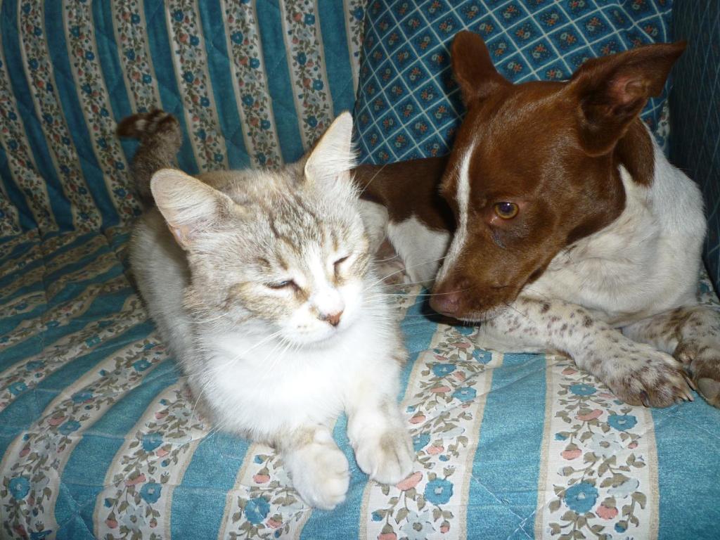 弗卢米尼马焦雷苏特拉比住宿加早餐旅馆的一只狗和一只猫躺在床上
