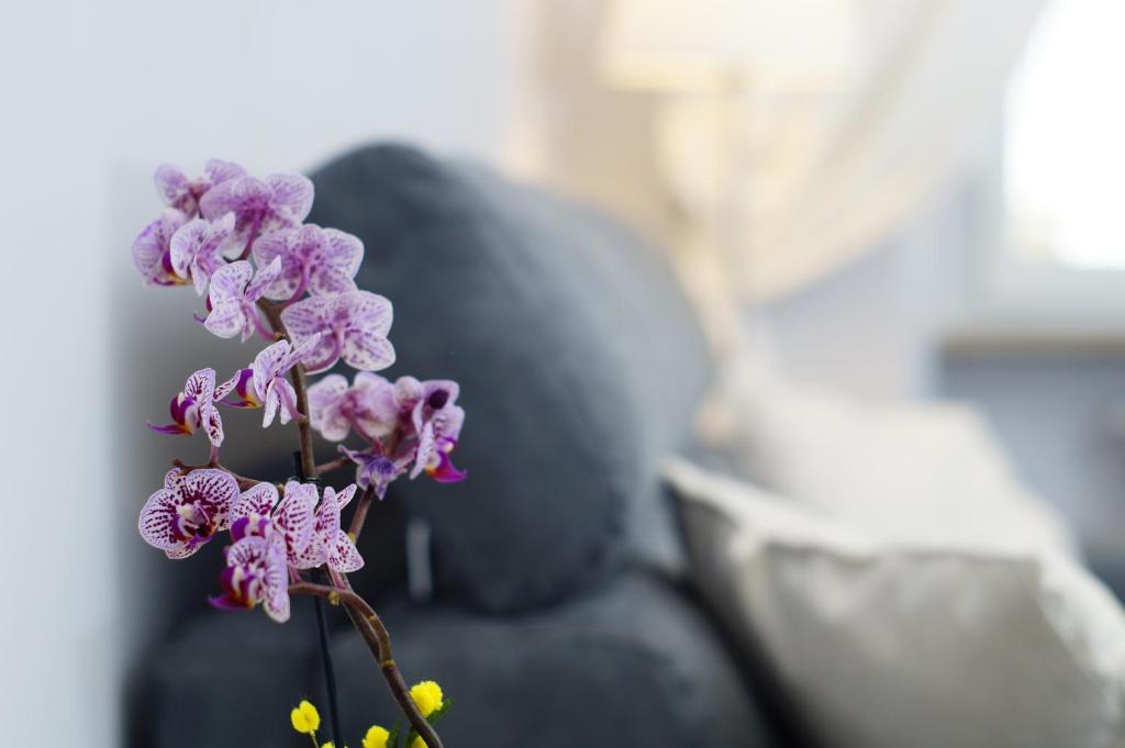都灵卡萨城堡弗洛里亚纳公寓的坐在沙发上的一个紫色花