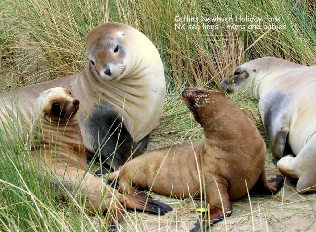 Owaka卡特林斯纽海文假日公园露营地的一群躺在草地上的海豹