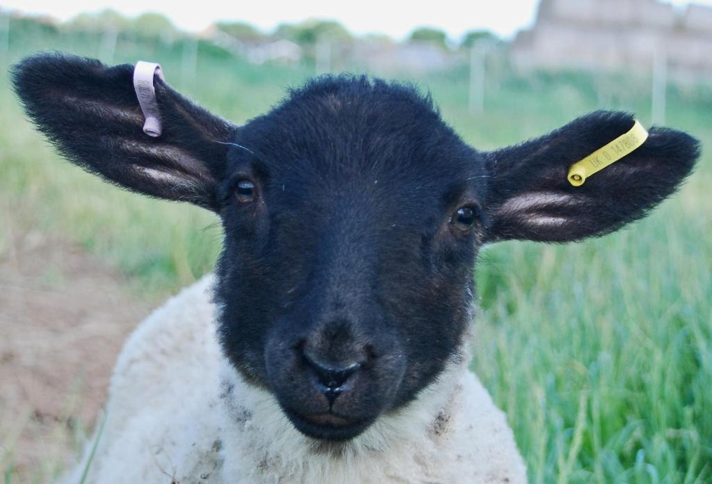 滨海萨顿Manor Farm Stay的一只黑色山羊,耳朵上贴着标签