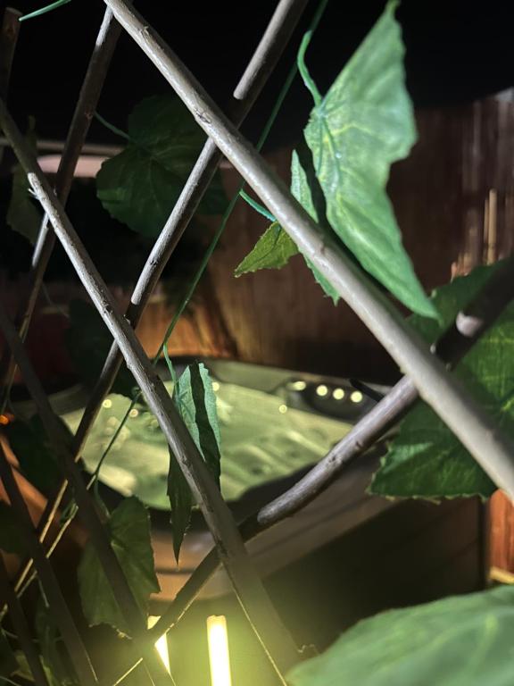 埃拉特Toys suites hotel的绿色植物的近距离