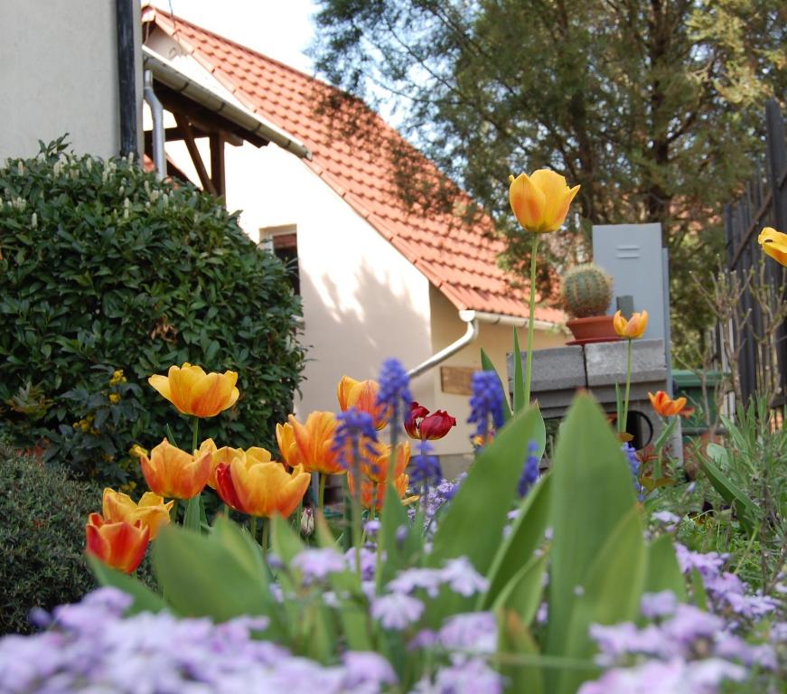 埃格尔玛雅旅馆的一座花园,在房子前面有五颜六色的鲜花