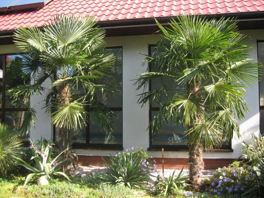 布斯克·兹德鲁伊Pokoje Gościnne Pod Palmami的两棵棕榈树在房子前面