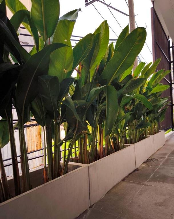 Studio Sukumvit 29外面的花园