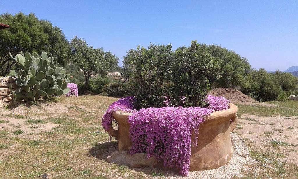 马里纳·迪·波迪斯科Stazzu Gallurese的田里布满紫色花的种植者