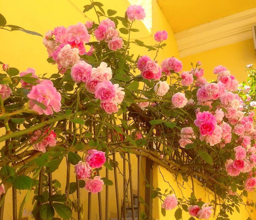 努奥罗B&B Maison Rosetta IUN-E4948的挂在墙上的一束粉红色的花