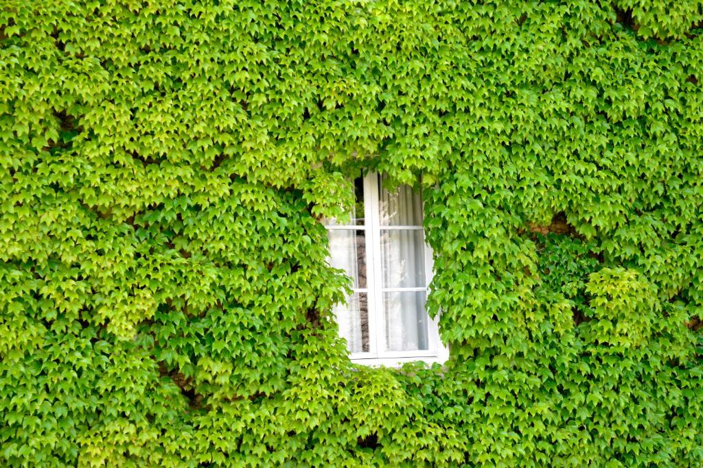奥尔南Hôtel de France的绿色常春藤壁上的窗户