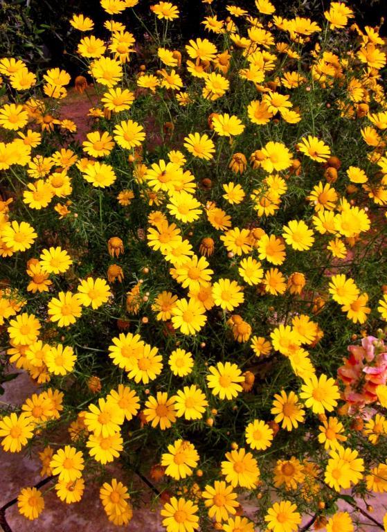 阿利米尼Campeggio Bungalow Darwin的一块田野里的一束黄色和橙色花