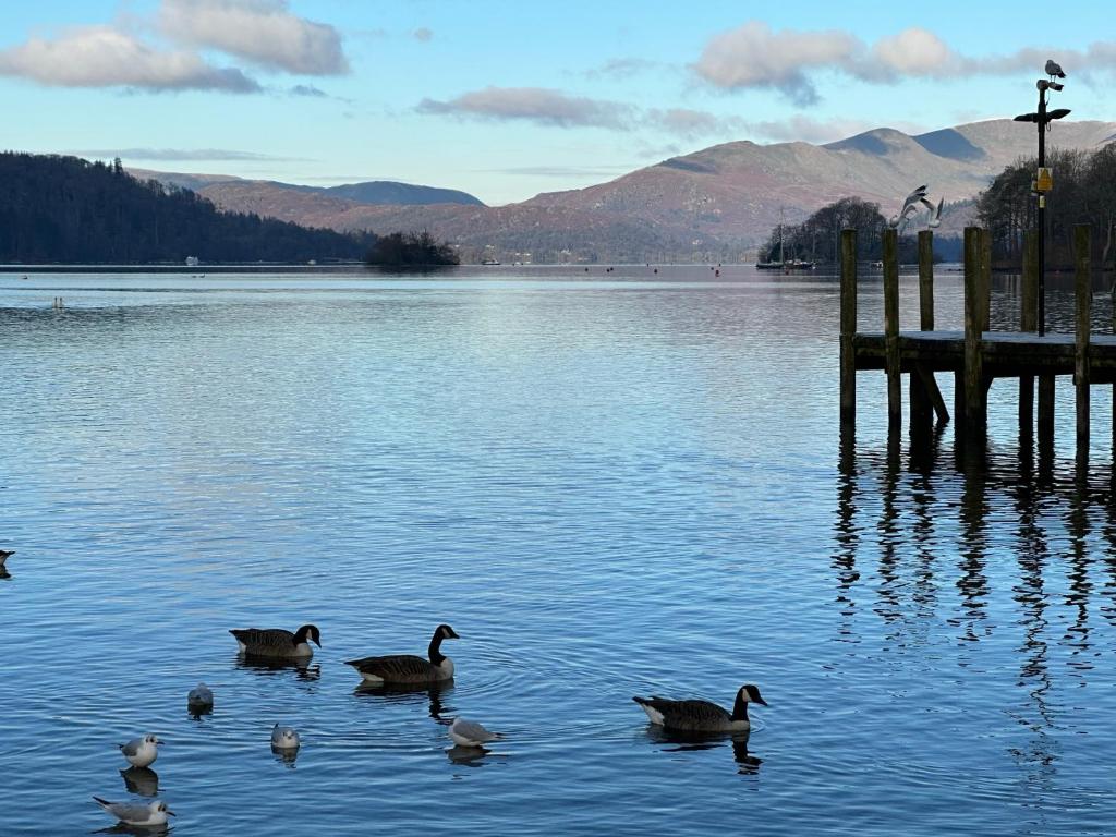 温德米尔Ramblers Retreat Windermere的码头附近的水中一群鸭子
