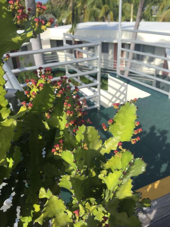 艾尔派提奥汽车旅馆内部或周边的泳池