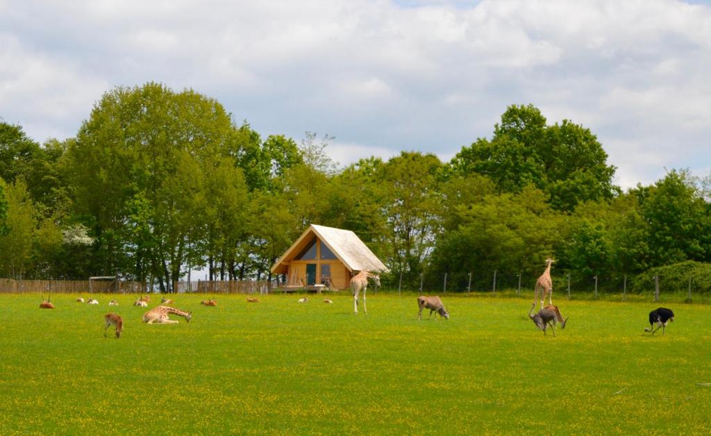 Le Vigen杜瑞诺山林小屋的长颈鹿和其他动物在田野中的群落