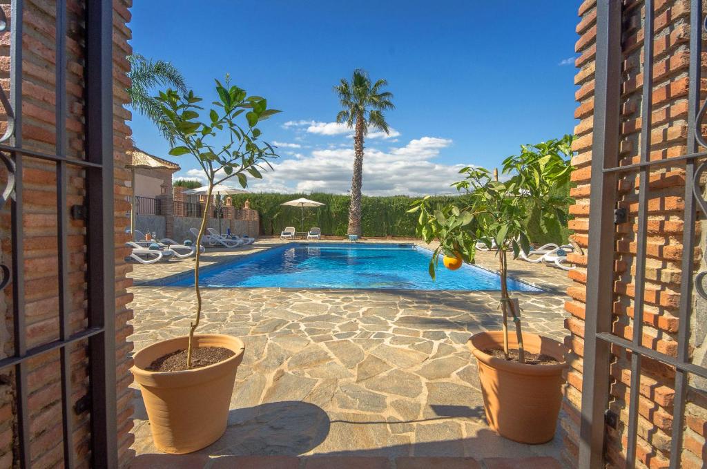 阿尔豪林德拉托里康米戈住宿加早餐旅馆的院子里有两棵盆栽树的游泳池