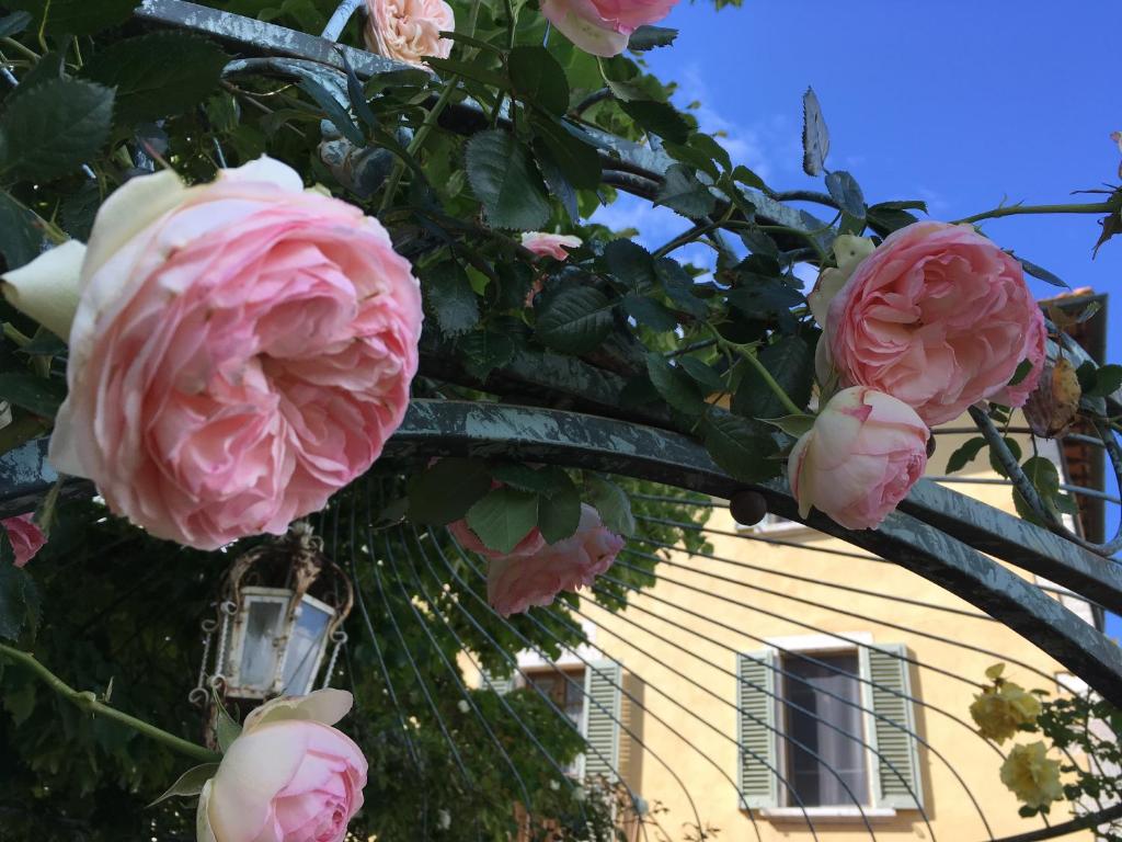 拉波拉诺泰尔梅Albergo da Annita - room only的房子前面的树上有一束粉红色的玫瑰