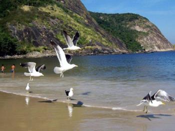 ItaipuParaiso de Itaipu的一群海 ⁇ 在海滩上飞过水面