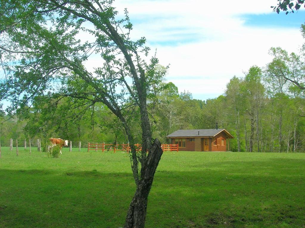 库拉考廷Cabañas Valle del Río的田野里的一棵树,有房子和一头牛