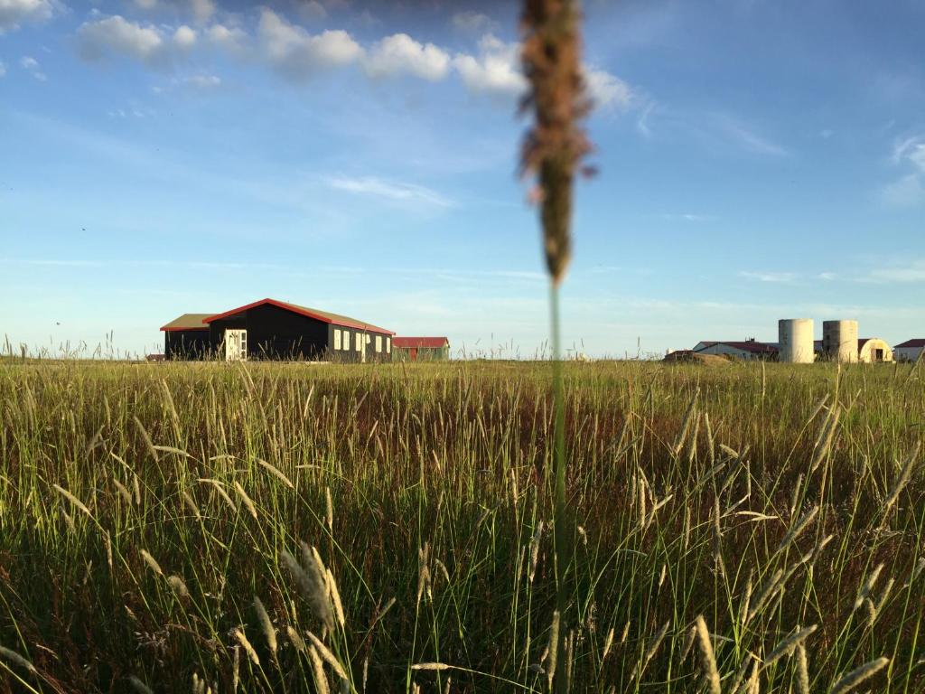 Lindartún林达尔屯旅馆的一片高大的草场,后面有谷仓