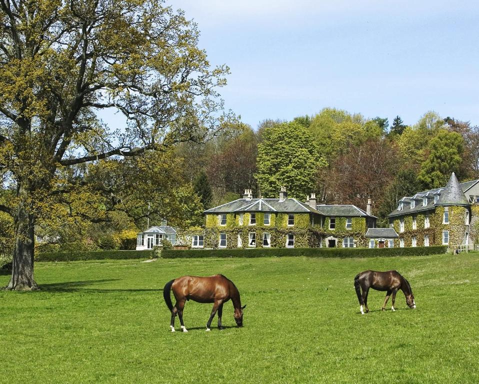 布莱尔高里金洛克之家酒店的两匹马在房子前面的田野上放牧