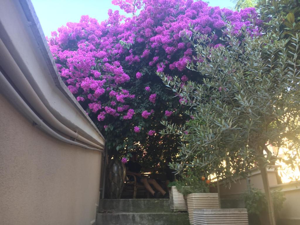 安德里亚B&B La Bougainvillea的建筑一侧的一束紫色花