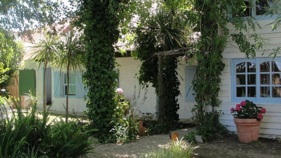 巴拉德瓦利扎斯Posada Valizas的常春藤在两棵树周围生长的房子