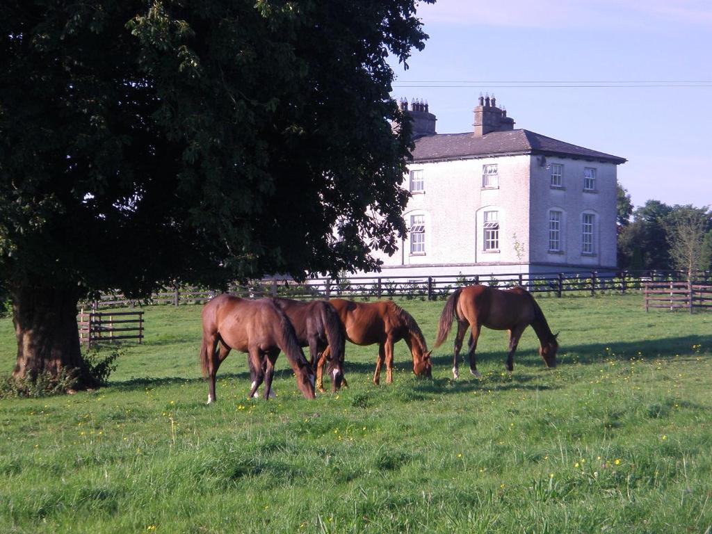 TaghshinnyGlebe House的三匹马在房子前面的田野上放牧