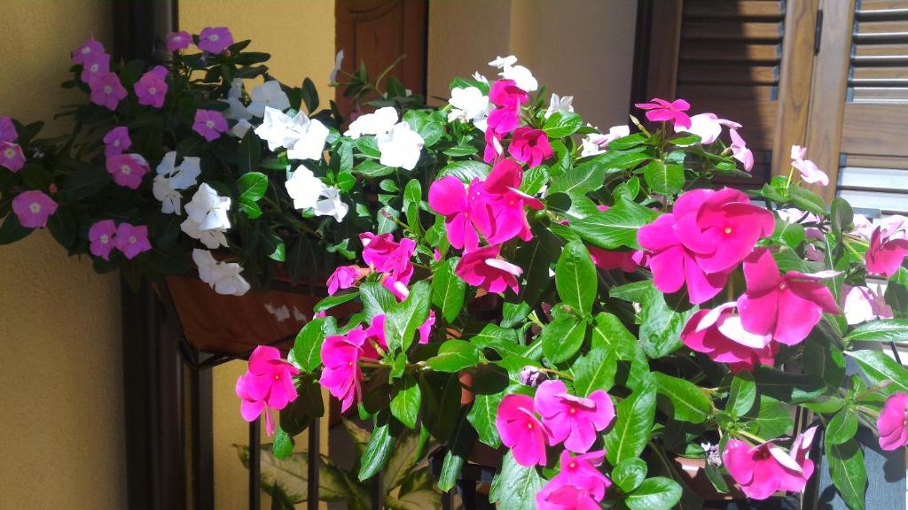 Prignano CilentoB&B Il Giardino sull'Alento的花瓶里一束粉红色和白色的花