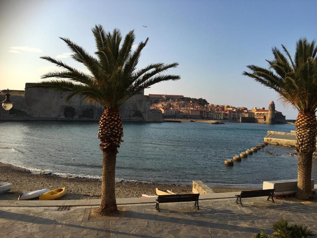 科利尤尔Résidence Collioure Plage的两棵棕榈树在海滩上,旁边是一片水体