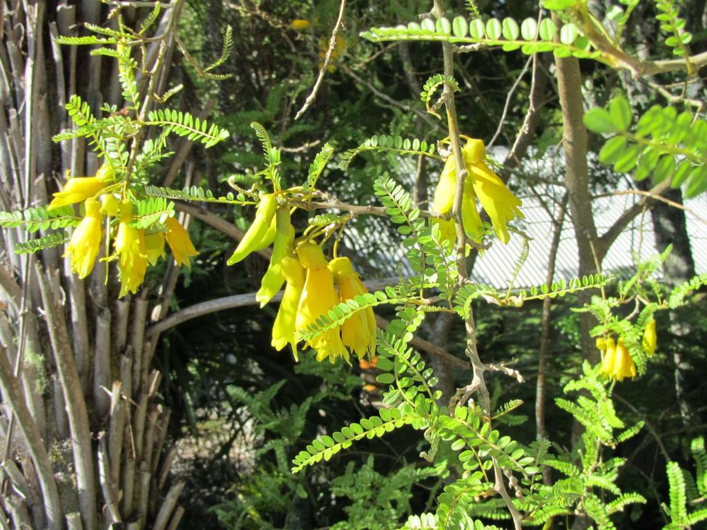 派西亚Craicor Boutique Apartments的树上一束黄色的花