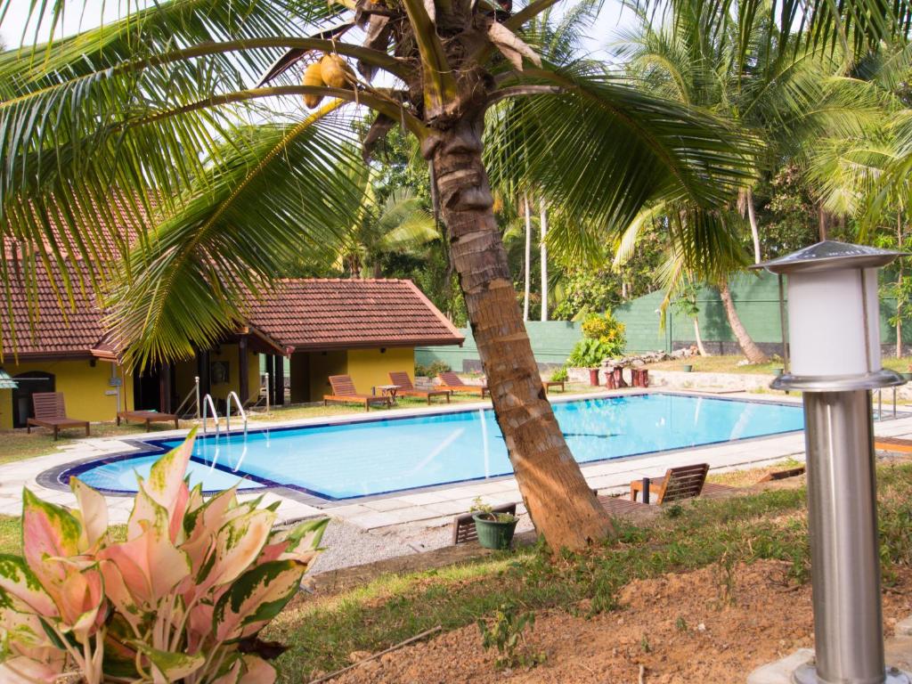UggalbodaResort Like No Other的游泳池旁的棕榈树