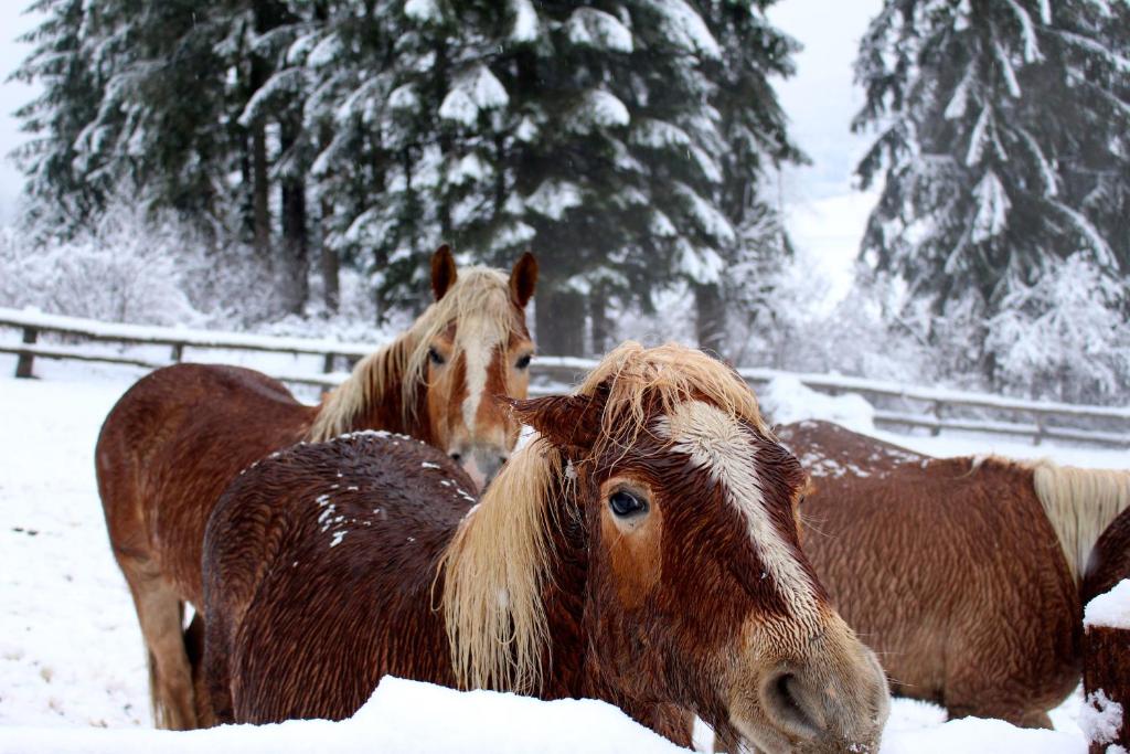 佩利扎诺阿格里图尔邦滕佩利旅馆的一群马站在雪中