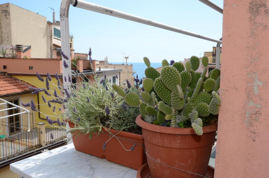 里奥马哲雷维亚德班奇旅馆的阳台上的一组仙人掌和其他植物