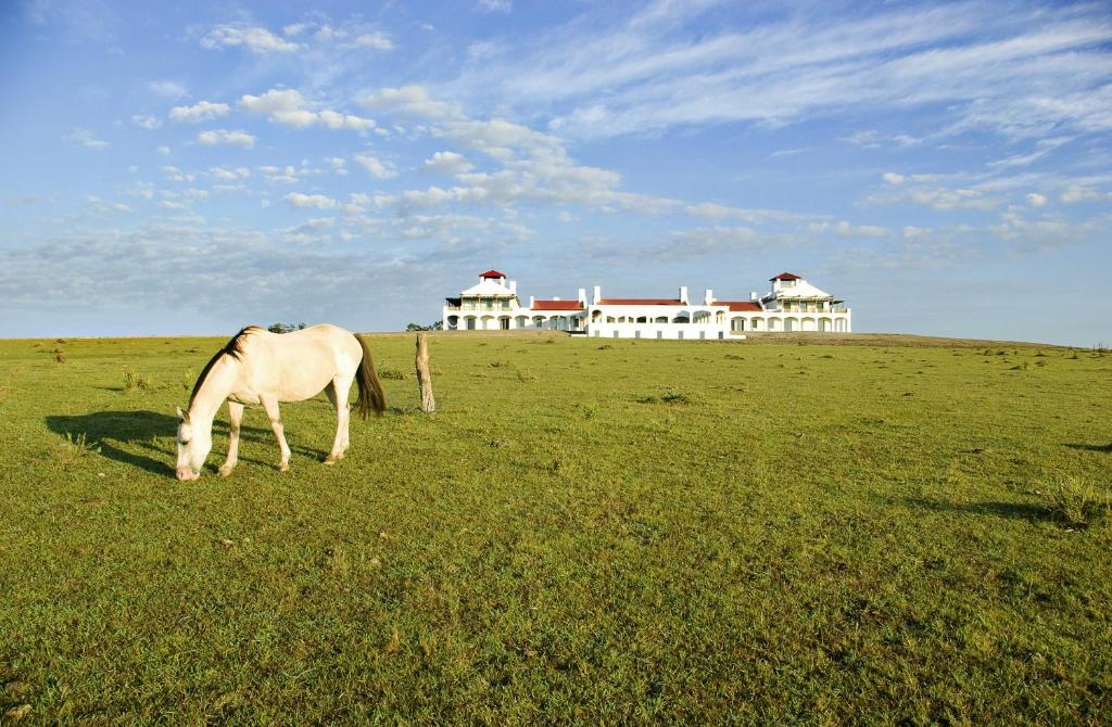 何塞伊格纳西奥何塞伊格纳西奥埃斯坦西亚维克酒店的牧场上的马,有房子的背景