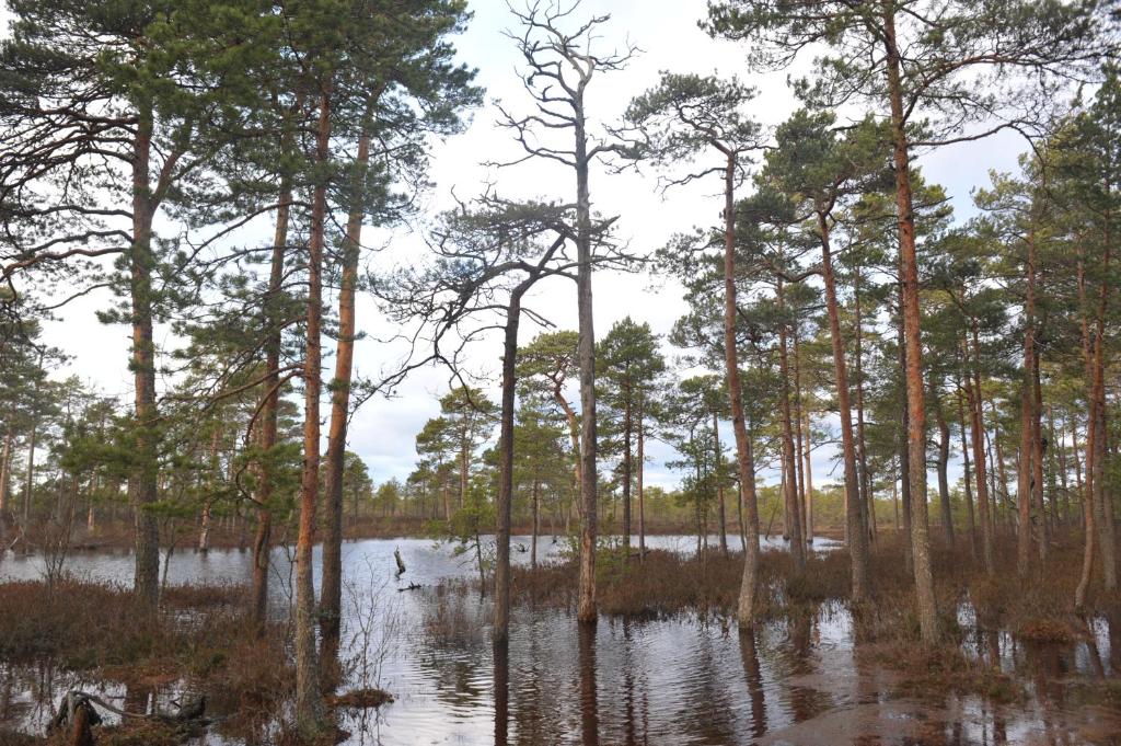 Suurejõe苏瑞乔度假中心酒店的一群水沼泽中的树木