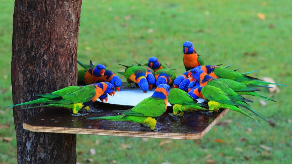 Batchelor巴切勒假日公园的一群五颜六色的鸟坐在鸟的喂食器上