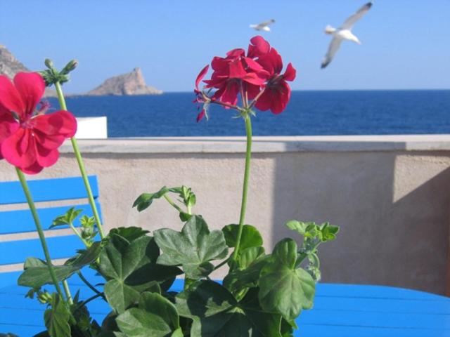 马里迪莫Cortile Via San Simone Marettimo的一种种满红花的植物和鸟儿飞过海洋